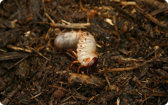 朽木の下にいたカブトムシの幼虫。成虫になると近くのクヌギやコナラで樹液を吸います。