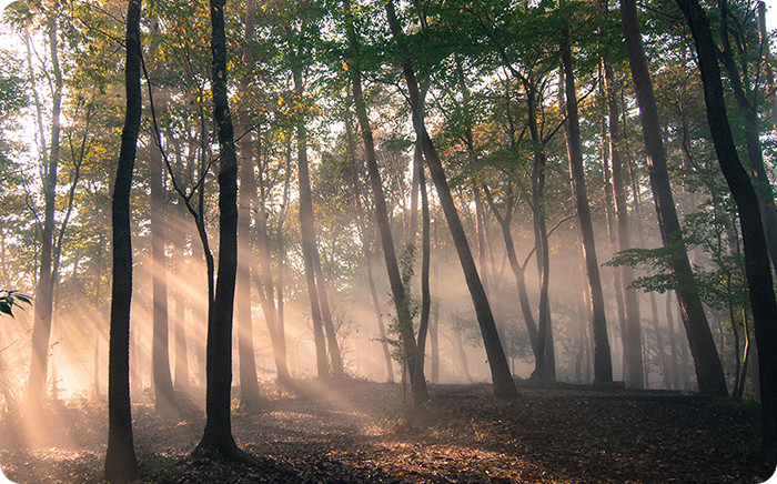 秋の早朝、森の中に霧が流れ込む。