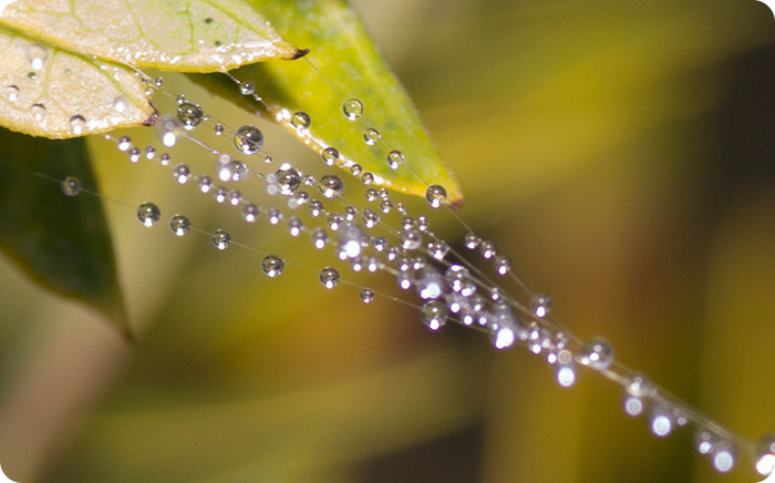 クモの糸についた水滴は宝石のよう。