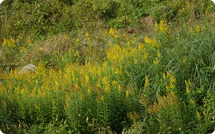 ハローウッズに生息する草花の中でもひときわ背が高いセイタカアワダチソウは、生命力も繁殖力も非常に強い。