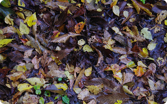 落ち葉には発酵に必要な細菌、放線菌、糸状菌がたくさん付着していて、それらの菌が発酵促進剤的な働きをします。