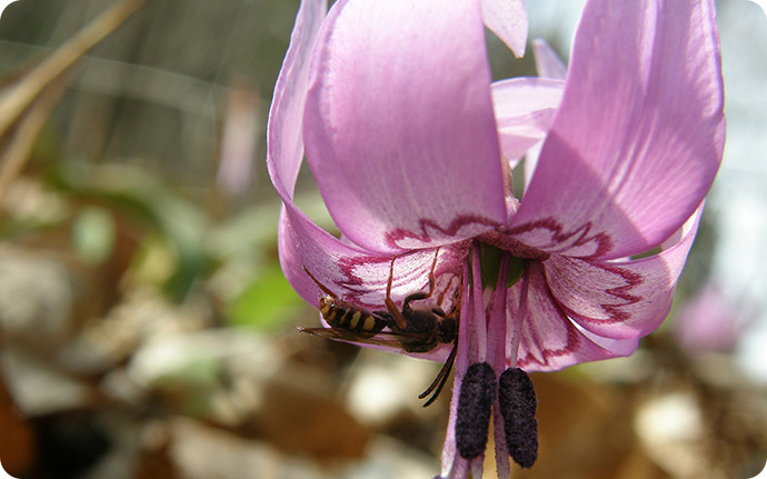 カタクリの花に吸密に来たハチの仲間。カタクリの受粉のためには、雄しべや雌しべにぶら下がってくれる大きめのハチの方が好ましいと言えます。