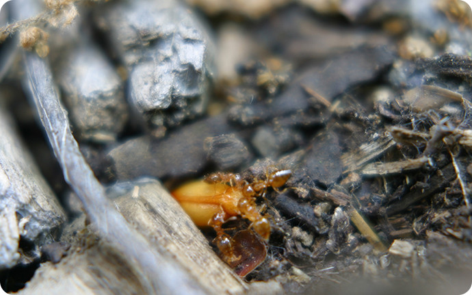 アリたちがエライオソームに誘われて、種を巣に運びます。