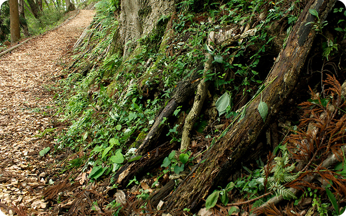 ハローウッズの森。斜面に立てかけられた伐採木からコガネムシタンポタケがよく見つかります。