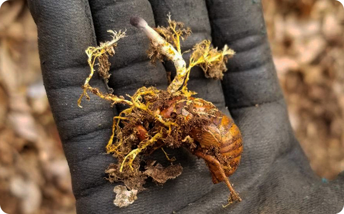 セミの幼虫に寄生する冬虫夏草。幼虫は地面の中にいて、きのこの部分だけが地面からニョキっと姿を現します。