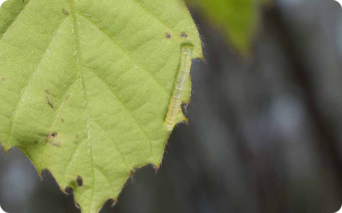 コナラの実生の葉にはチョウやガの幼虫が食べに集まります。