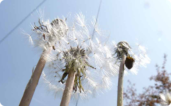 綿毛つきのタンポポの実が風に乗って飛んでいくのは日本でもお馴染みの風景です。
