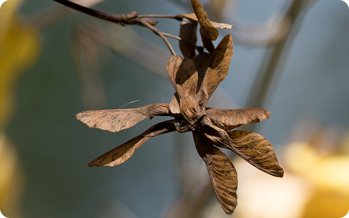 同じく風散布のウリカエデの種子には翼のようなものがついています。