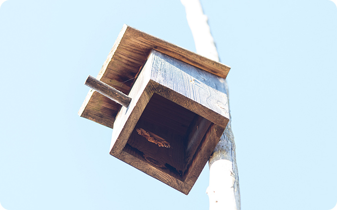 ハローウッズにある底なしのキツツキ用の巣箱。最近ではアオゲラが良く利用しています