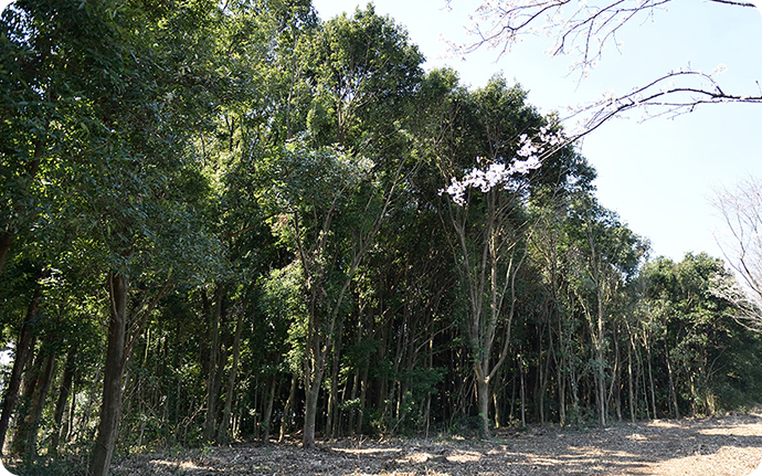 熊本製作所が敷地内に有する広大な森の樹木