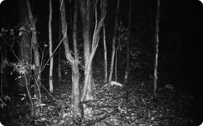 暗く茂った林内ではイタチ類やタヌキなどの哺乳類も確認