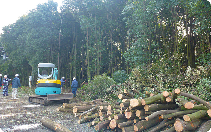 スダジイやアラカシなどの高層木の伐採作業