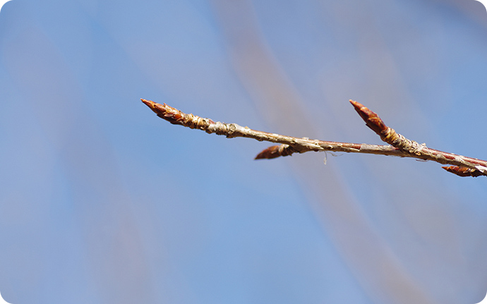 ヤマザクラの冬芽（とうが）。寒さから芽を守るために表面を皮で覆っています。