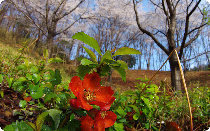 同じく、森に咲くソメイヨシノの足元にはクサボケなど春の花も見られます。
