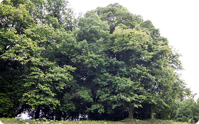 暖帯性常緑広葉樹林であるシラカシの大径木もハローウッズの周辺で多く見られます。