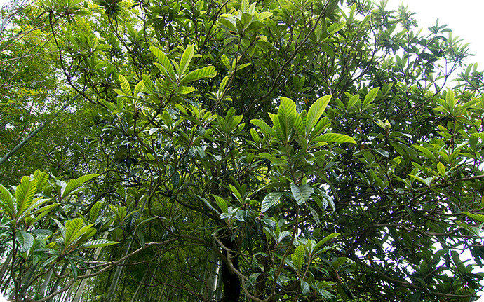 ホテル周辺には、ユズ同様南方系の果物であるビワの木も見られます。
