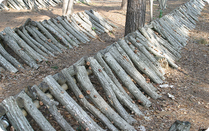 コナラの榾木を使ったシイタケの原木栽培。春と秋の年2回、収穫されます。