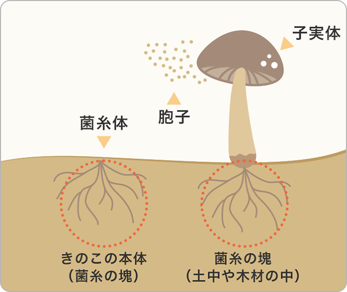 キノコの子実体と菌糸体。