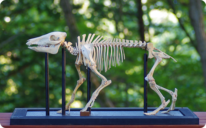ハローウッズ「哺乳類研究室」にあるイノシシの骨格標本