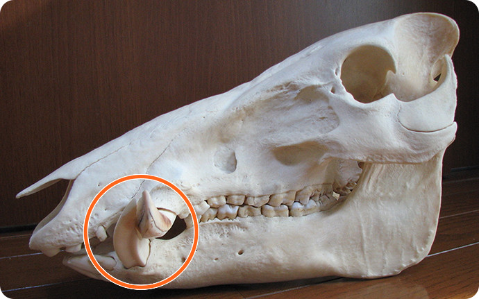 骨格標本で見るイノシシの牙