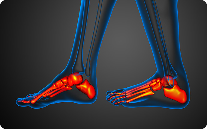 人間の足の骨格