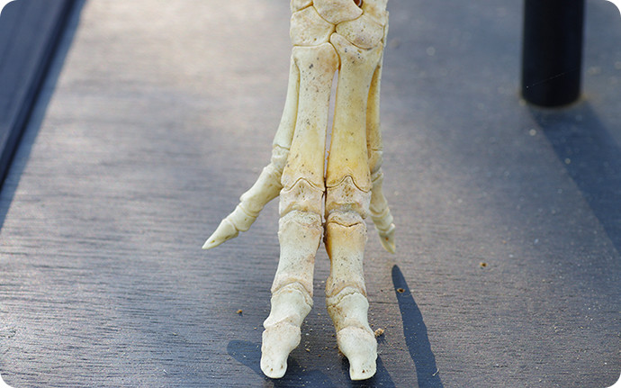 人間の手のひらに当たるイノシシの前足。後足と同じように、指先を立てて手のひらを地面に着けずに歩きます。