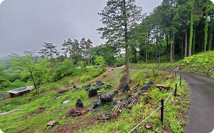 5月の伐採地、ミズスマシの沢の上部の様子。