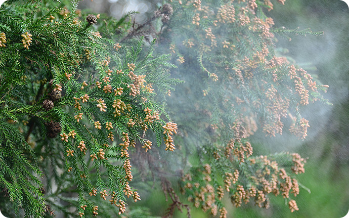 春になると大量に飛散する花粉。