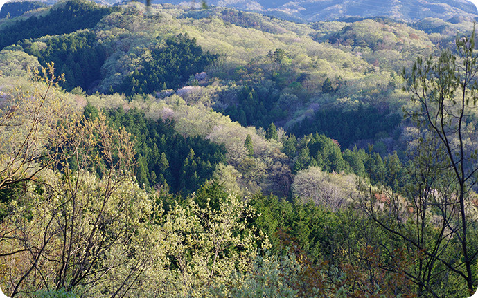 春になると一斉に落葉広葉樹が芽吹き、淡い黄緑色がスギ・ヒノキ林を囲むように染める茂木町の森。
