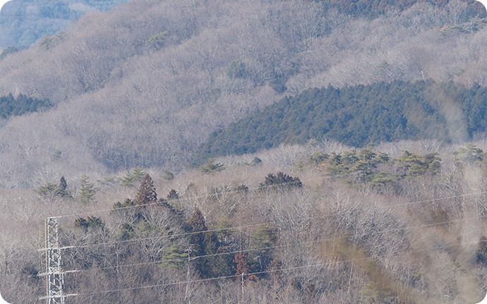 乾燥した土壌でも適応して生育するコナラの森とスギが好む湿潤土壌のちょうど中間、写真中央の濃緑部はヒノキが植えられています。