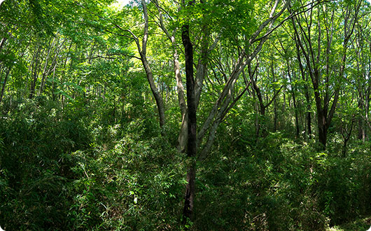 ハローウッズがオープンする前の、アズマネザサやつる性の植物が生い茂っていた森