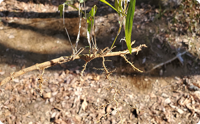 これらはすべて地下茎でつながっています