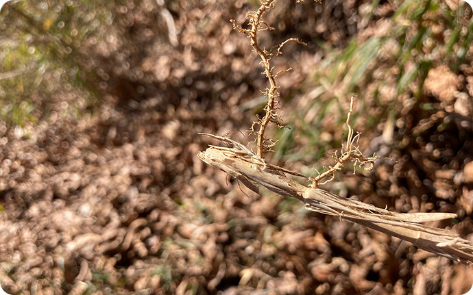 嚙みちぎられた地下茎。アズマネザサの地下茎はイノシシの食料にもなっています