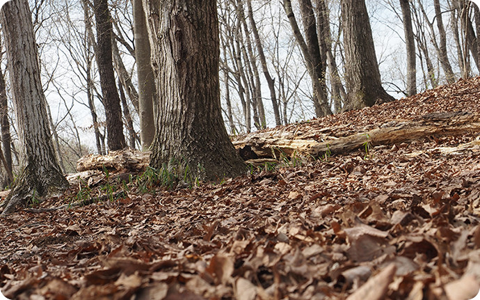 落ち葉で覆われた地面の下では、木の根と菌のネットワークが形成されています。