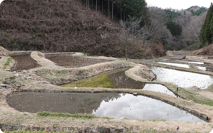 ハローウッズの棚田