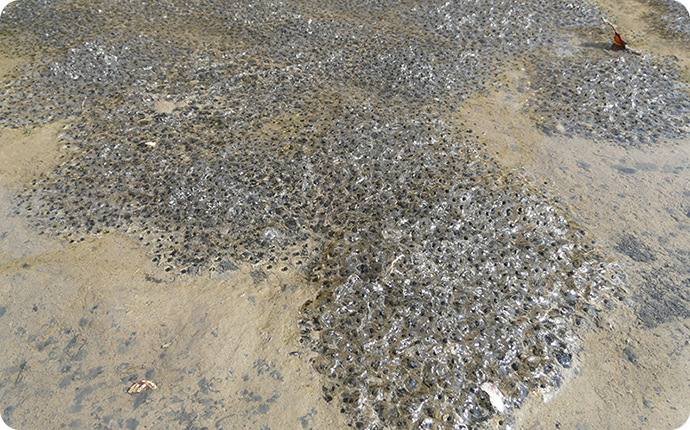田んぼ一面を覆うカエルの卵塊