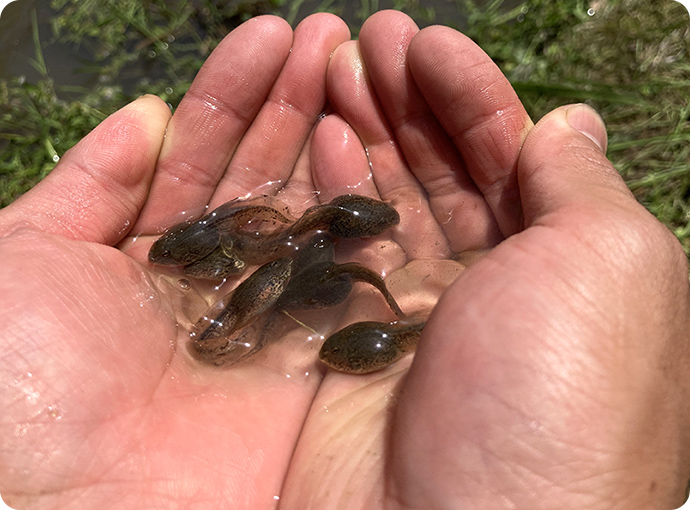 生まれたオタマジャクシが無事に成長して最終的に親ガエルになれる確率は、1～2％程度だと言われています。