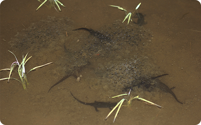 卵塊を集団で襲うアカハライモリ