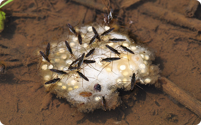 シュレーゲルアオガエルの卵塊に群がるアメンボ