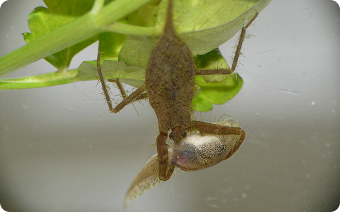 自分とほぼ同じ大きさのオタマジャクシを食べるタイコウチの幼虫