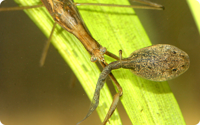 待ち構えて目の前にきたオタマジャクシを捕まえ食べるミズカマキリ