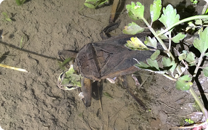 大型の水生生物であるタガメは、オタマジャクシから自分より大きなカエルも捕まえて食べます