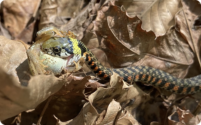 ヘビ類はカエルを捕食するものが多く、ヤマカガシもその一種です
