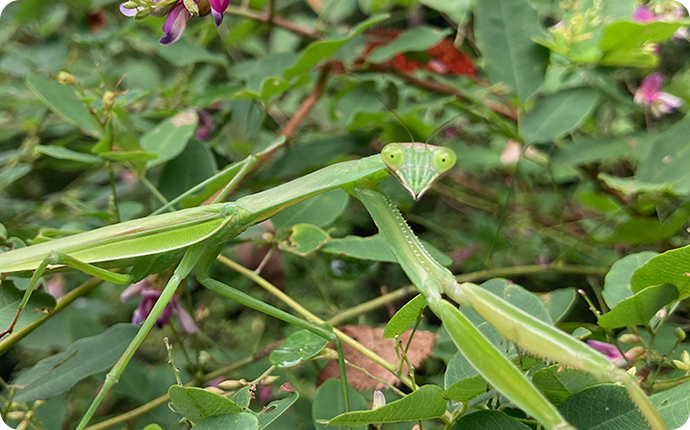 カマキリの黒目がじっとこちらを見つめているように見えます