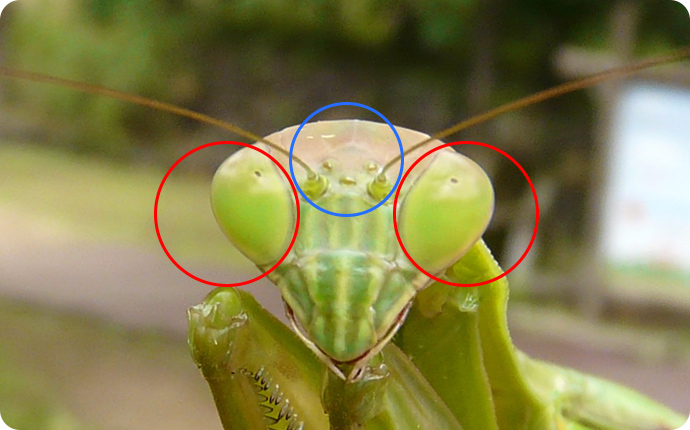 青：触覚の間にある3つの点が単眼（たんがん） 赤：顔の左右にある2つの大きな眼が複眼（ふくがん）