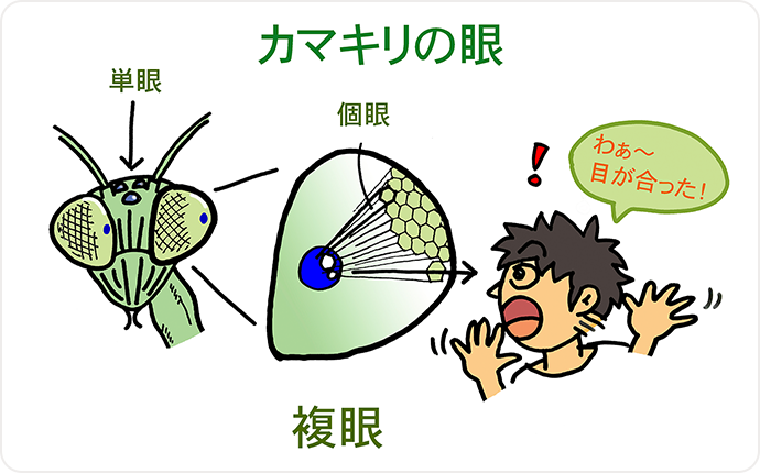 擬瞳孔（ぎどうこう）の仕組み