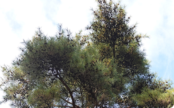 秋になってたくさんの松ぼっくりが生った松の木。