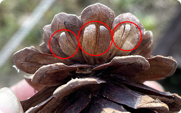 松かさが開いた松ぼっくり。赤丸の部分がタネについた羽です。