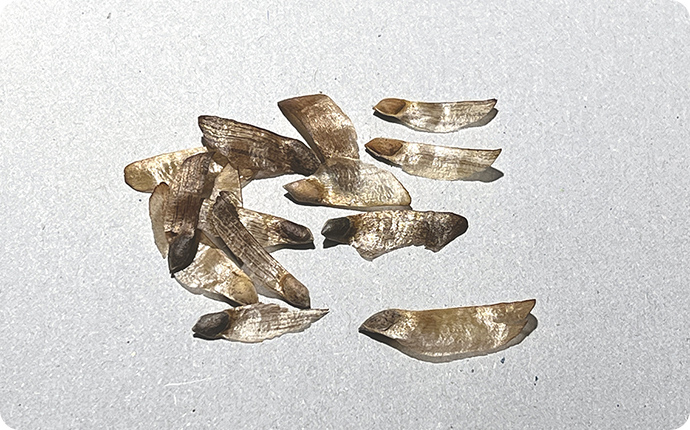 羽のついたタネ。クルクル回りながらゆっくり落ちるので風に乗って遠くまで届きます。