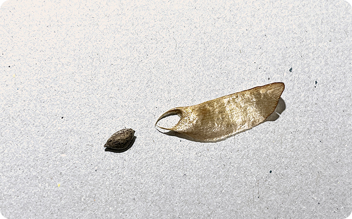 地面に落ちるとやがて羽が取れて芽を出します。